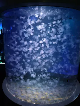新江ノ島水族館に投稿された画像（2026/9/16）