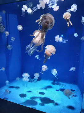 新江ノ島水族館に投稿された画像（2026/9/16）