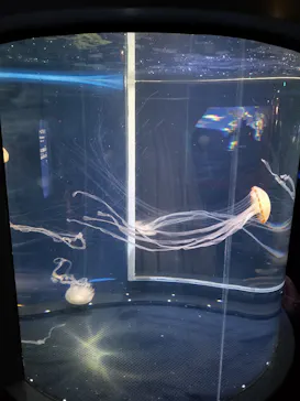 新江ノ島水族館に投稿された画像（2026/9/16）