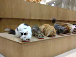 Cat Café MOFF イオンモール浜松志都呂店に投稿された画像（2026/9/17）
