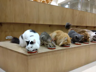 Cat Café MOFF イオンモール浜松志都呂店に投稿された画像（2026/9/16）