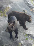 のぼりべつクマ牧場に投稿された画像（2026/9/17）