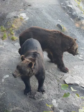 のぼりべつクマ牧場に投稿された画像（2026/9/17）