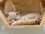 Cat Café MOFF コクーンシティさいたま新都心店に投稿された画像（2026/9/17）