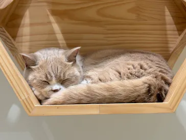 Cat Café MOFF コクーンシティさいたま新都心店に投稿された画像（2026/9/17）