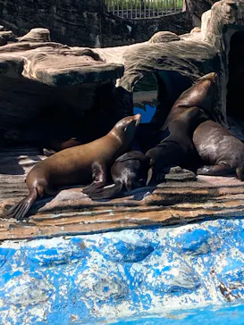 名古屋市東山動植物園に投稿された画像（2026/9/17）
