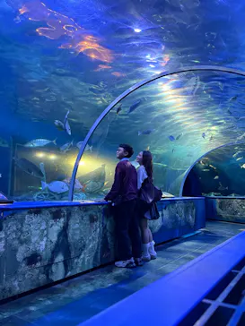 しながわ水族館に投稿された画像（2026/9/17）