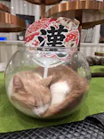 猫カフェモカ　アルシェ大宮店に投稿された画像（2026/9/17）