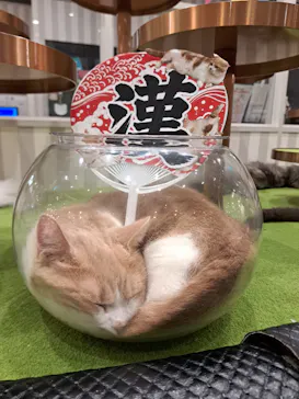 猫カフェモカ　アルシェ大宮店に投稿された画像（2026/9/17）