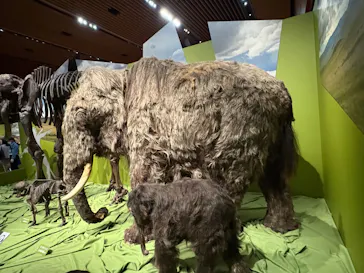 特別展「氷河期展　人類が見た４万年前の世界」（福岡会場）に投稿された画像（2026/9/17）
