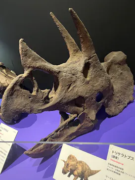 特別展　大絶滅展に投稿された画像（2026/9/17）
