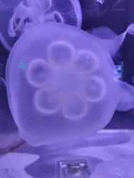 箱根園水族館に投稿された画像（2026/9/17）