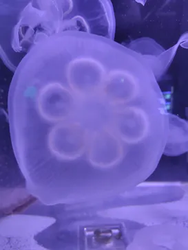 箱根園水族館に投稿された画像（2026/9/17）