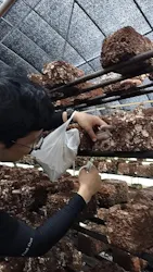 八ヶ岳エナジーファーム　いちご畑としいたけの森に投稿された画像（2026/9/17）