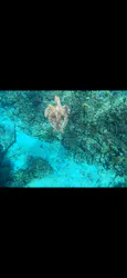 SeaChan石垣島に投稿された画像（2026/9/18）