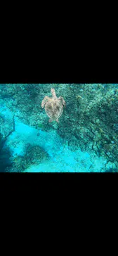 SeaChan石垣島に投稿された画像（2026/9/18）