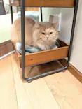 猫カフェモカ　池袋東口店に投稿された画像（2026/9/18）