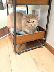 猫カフェモカ　池袋東口店に投稿された画像（2026/9/18）