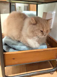 猫カフェモカ　池袋東口店に投稿された画像（2026/9/18）
