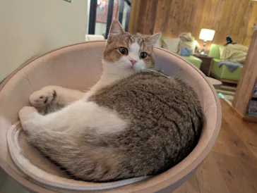 猫カフェモカ　池袋東口店に投稿された画像（2026/9/18）