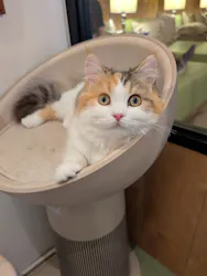 猫カフェモカ　池袋東口店に投稿された画像（2026/9/18）