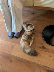 猫カフェモカ　池袋東口店に投稿された画像（2026/9/18）