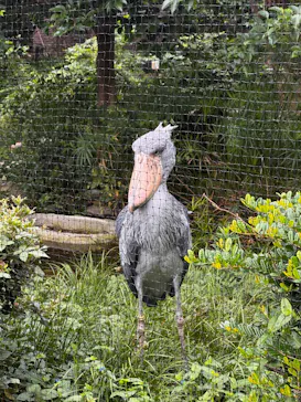 恩賜上野動物園に投稿された画像（2026/9/18）