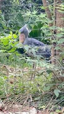 恩賜上野動物園に投稿された画像（2026/9/18）