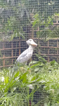 恩賜上野動物園に投稿された画像（2026/9/18）