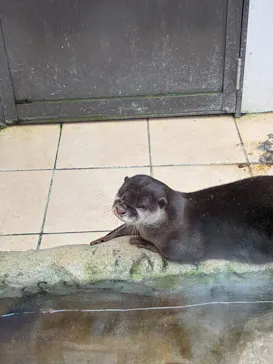 ANIMAL WONDER REZOURT 市原ぞうの国・サユリワールドに投稿された画像（2026/9/18）