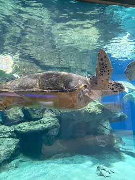名古屋港水族館に投稿された画像（2026/9/18）