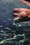 サンシャイン水族館に投稿された画像（2026/9/18）