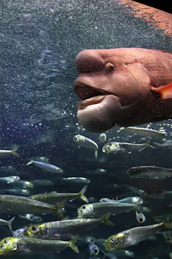 サンシャイン水族館に投稿された画像（2026/9/18）