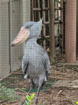 恩賜上野動物園に投稿された画像（2026/9/18）