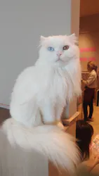 猫カフェモカ ピオレ姫路店に投稿された画像（2026/9/18）