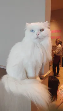 猫カフェモカ ピオレ姫路店に投稿された画像（2026/9/18）
