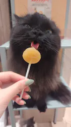 猫カフェモカ ピオレ姫路店に投稿された画像（2026/9/18）