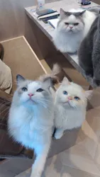 猫カフェモカ ピオレ姫路店に投稿された画像（2026/9/18）