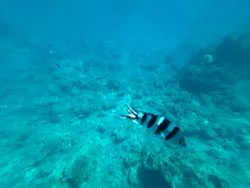セルリアンブルーに投稿された画像（2026/9/18）