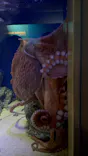 新江ノ島水族館に投稿された画像（2026/9/18）