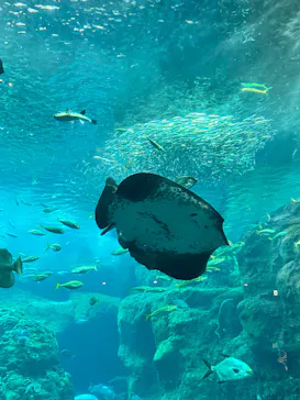 新江ノ島水族館に投稿された画像（2026/9/18）