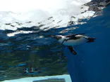 サンシャイン水族館に投稿された画像（2026/9/18）