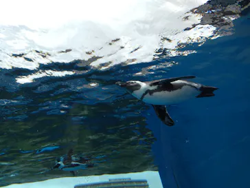 サンシャイン水族館に投稿された画像（2026/9/18）