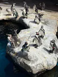 アクアワールド茨城県大洗水族館に投稿された画像（2026/9/19）