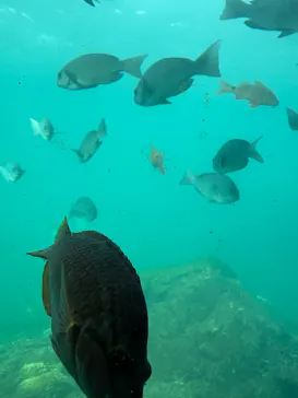 串本海中公園水族館に投稿された画像（2026/9/18）