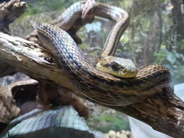 いしかわ動物園に投稿された画像（2026/9/18）