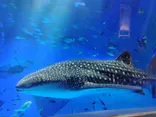 のとじま水族館に投稿された画像（2026/9/19）