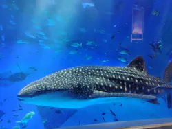 のとじま水族館に投稿された画像（2026/9/19）