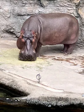 天王寺動物園に投稿された画像（2026/9/19）