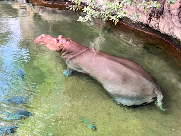 天王寺動物園に投稿された画像（2026/9/19）